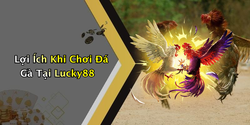 Lợi Ích Khi Chơi Đá Gà Tại Lucky88