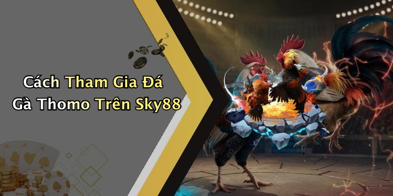 Cách Tham Gia Đá Gà Thomo Trên Sky88
