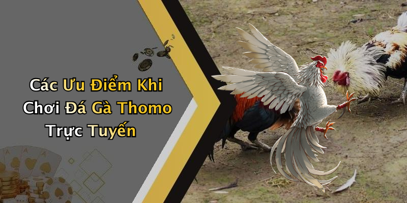Các Ưu Điểm Khi Chơi Đá Gà Thomo Trực Tuyến