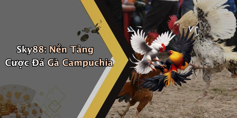 Sky88: Nền Tảng Cược Đá Gà Campuchia
