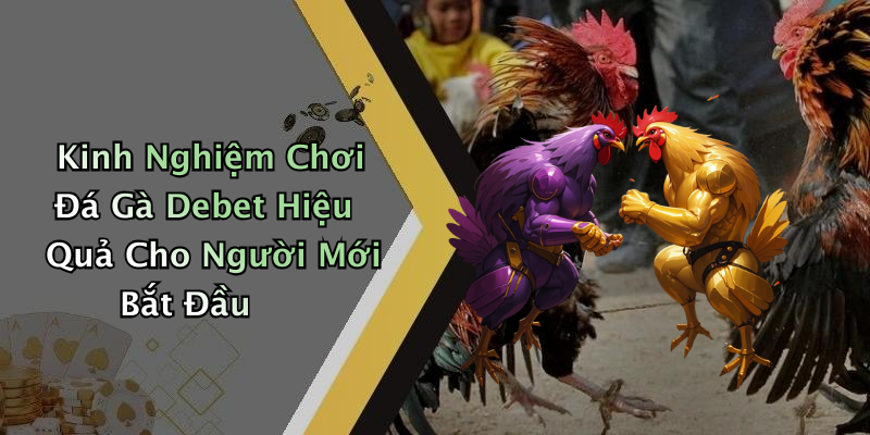 Kinh Nghiệm Chơi Đá Gà Debet Hiệu Quả Cho Người Mới Bắt Đầu